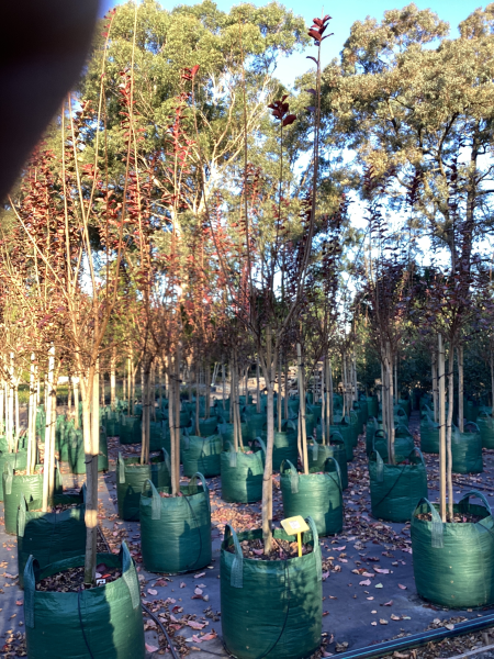 Lagerstroemia 'Tuscarora' (Tuscarora Crepe Myrtle)