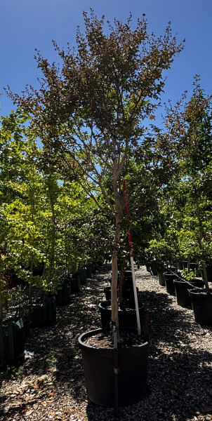 Lagerstroemia Zuni (Pink Crepe Myrtle)