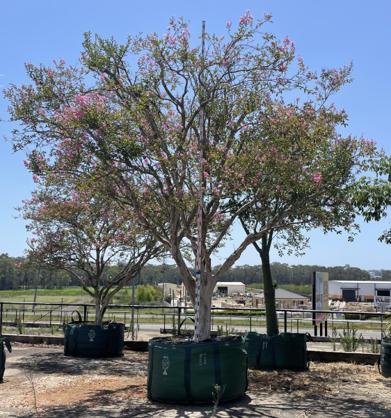 Lagerstroemia Indica (Crepe Myrtle)