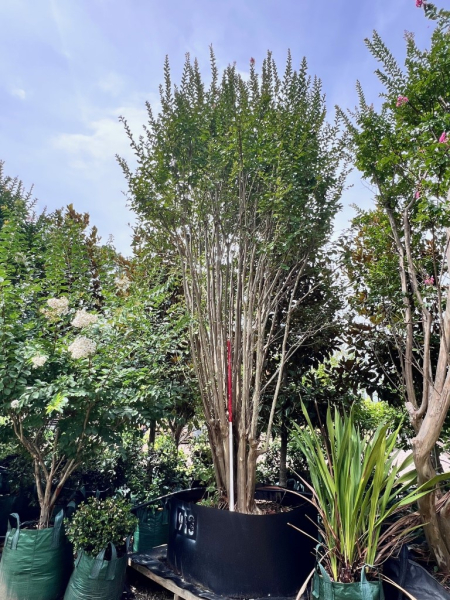 Lagerstroemia Indica (Crepe Myrtle)