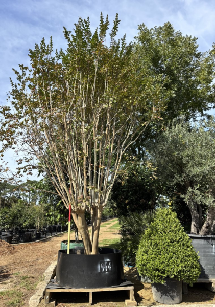 Lagerstroemia Indica (Crepe Myrtle)