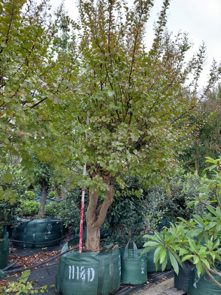 Lagerstroemia Indica (Crepe Myrtle)