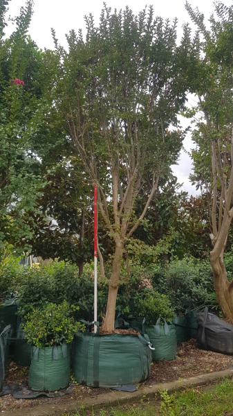 Lagerstroemia Indica (Crepe Myrtle)