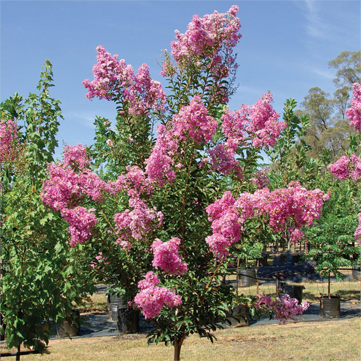 Lagerstroemia ‘Lipan’ – Vibrant Crape Myrtle with Lavender-Pink Blooms ...