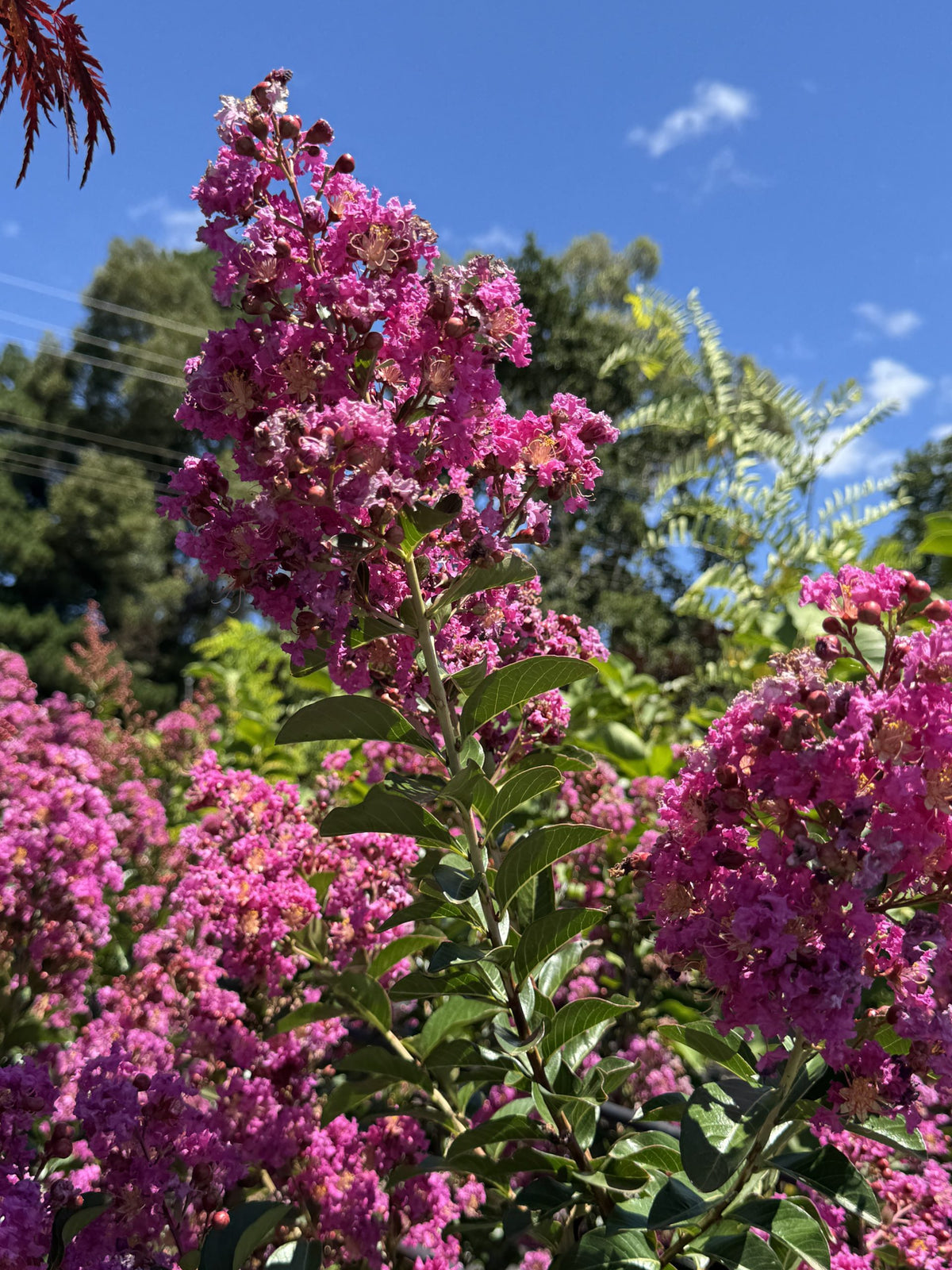 Lagerstroemia Indica ‘CM02’ (Canopy™ Crepe Myrtle)