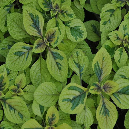 Plectranthus ciliatus ‘Troy’s Gold’ – Troy’s Gold Plectranthus