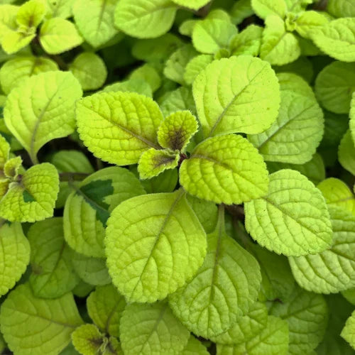 Plectranthus ciliatus ‘Troy’s Gold’ – Troy’s Gold Plectranthus
