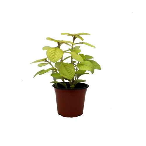 Plectranthus ciliatus ‘Troy’s Gold’ – Troy’s Gold Plectranthus