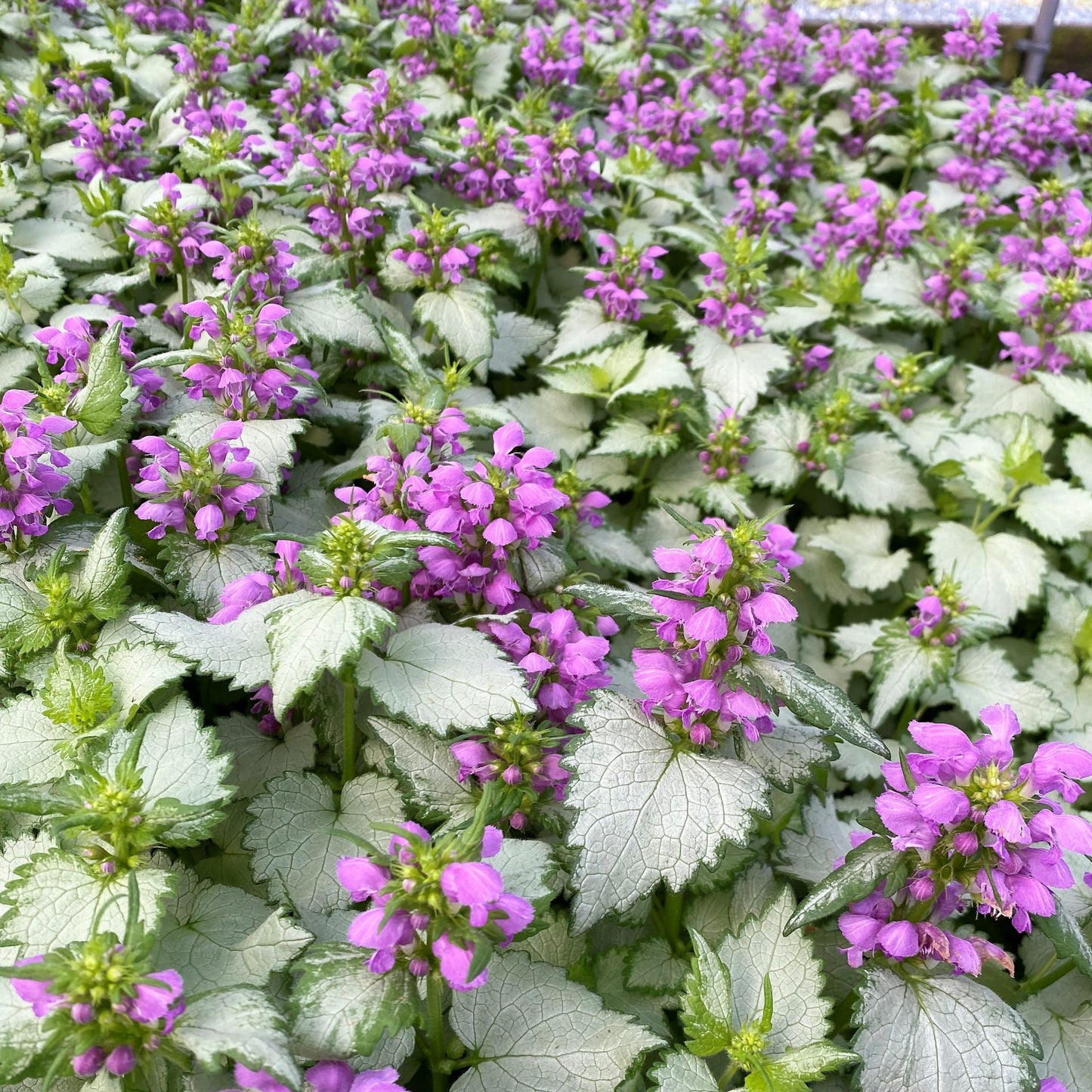 Lamium Maculatum 'Ghost' (Ghost Spotted Deadnettle)