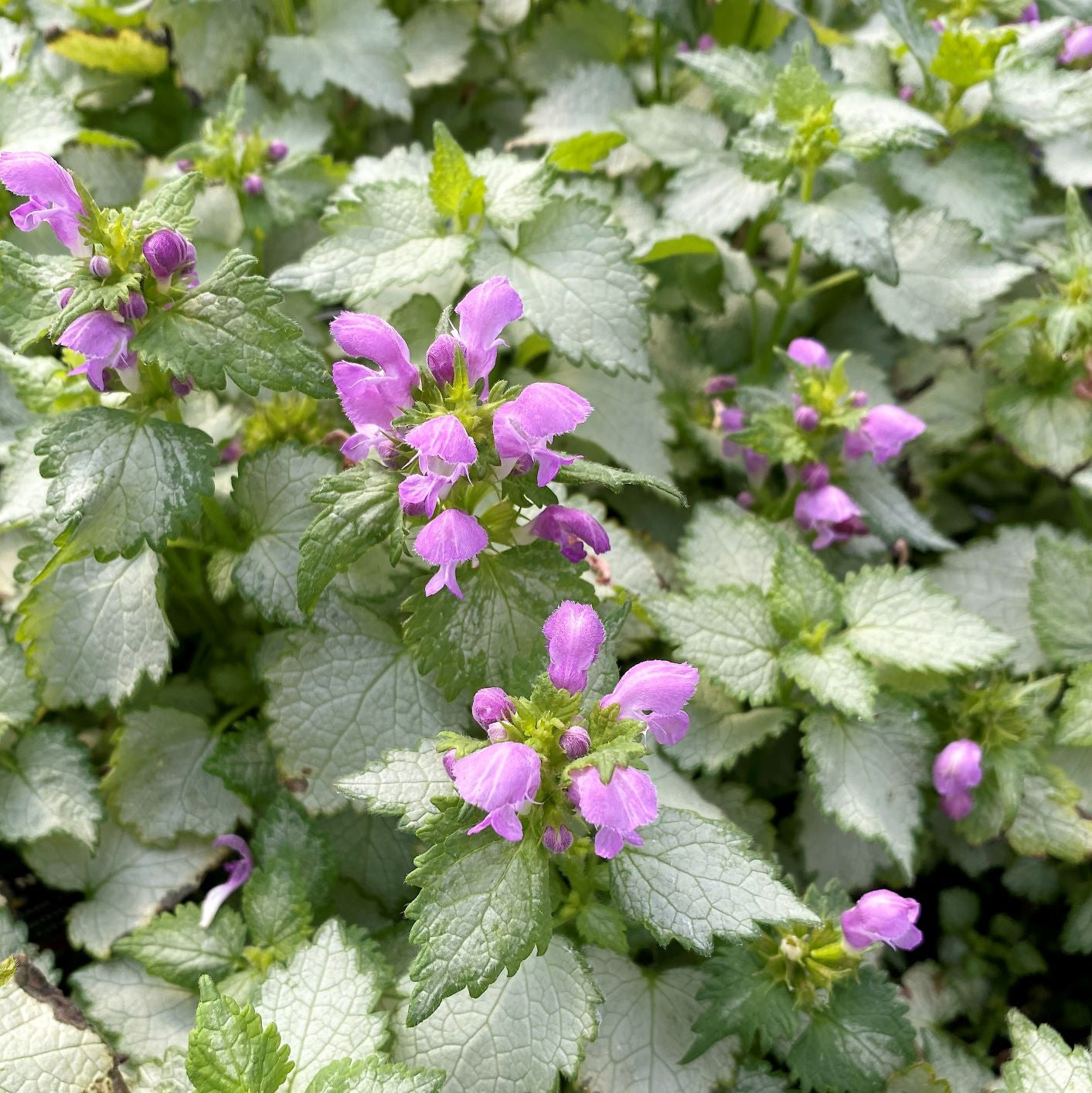 Lamium Maculatum 'Ghost' (Ghost Spotted Deadnettle)
