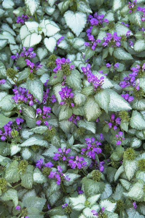 Lamium Maculatum (Purple Spotted Deadnettle)