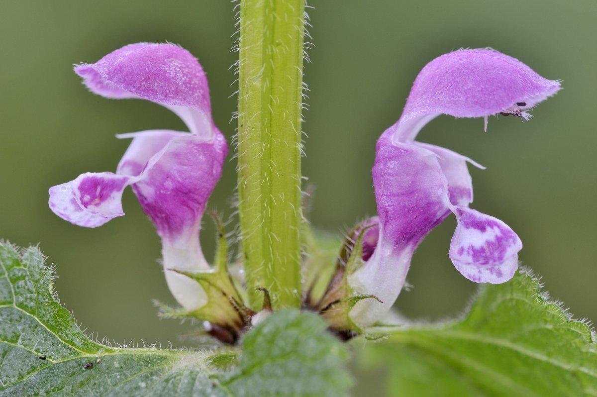 Lamium Maculatum (Purple Spotted Deadnettle)