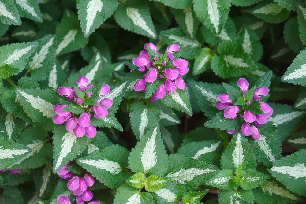 Lamium Maculatum 'Sensation' (Spotted Deadnettle)