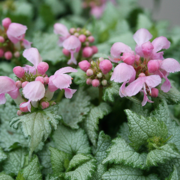 Lamium Maculatum 'Marshmallow' (Spotted Deadnettle)