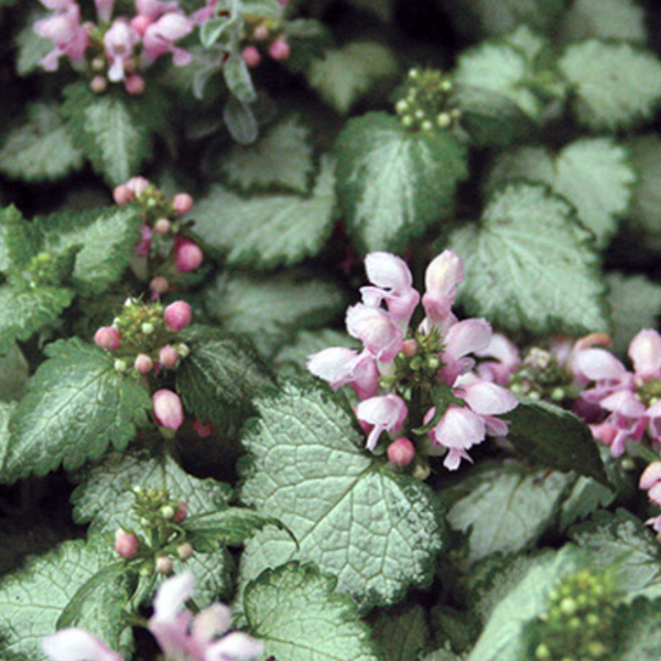 Lamium Maculatum 'Pink Pewter' (Pink Pewter Dead Nettle)