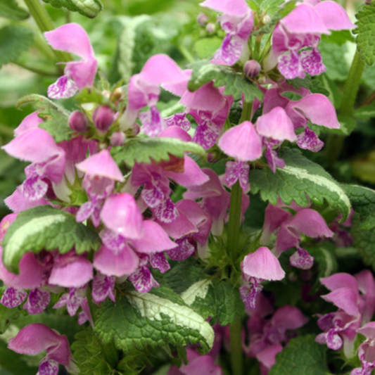 Lamium Maculatum 'Sensation' (Spotted Deadnettle)