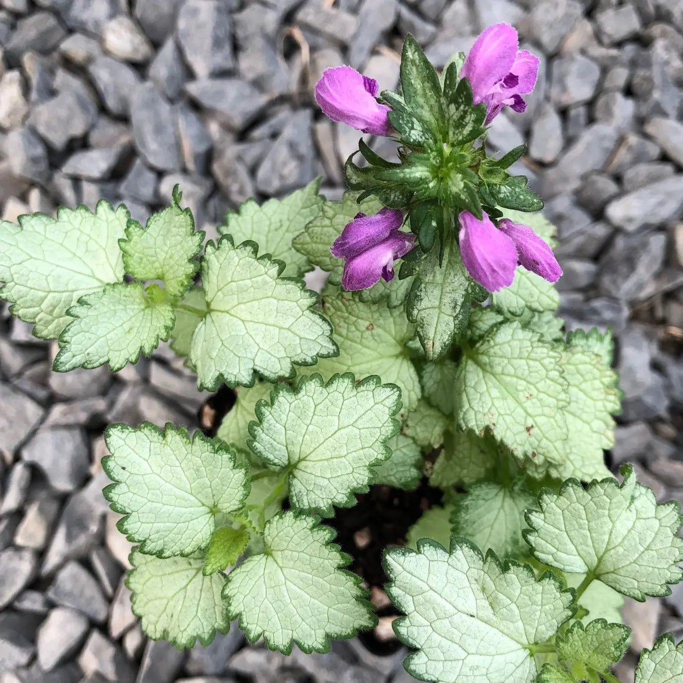Lamium Maculatum 'Ghost' (Ghost Spotted Deadnettle)