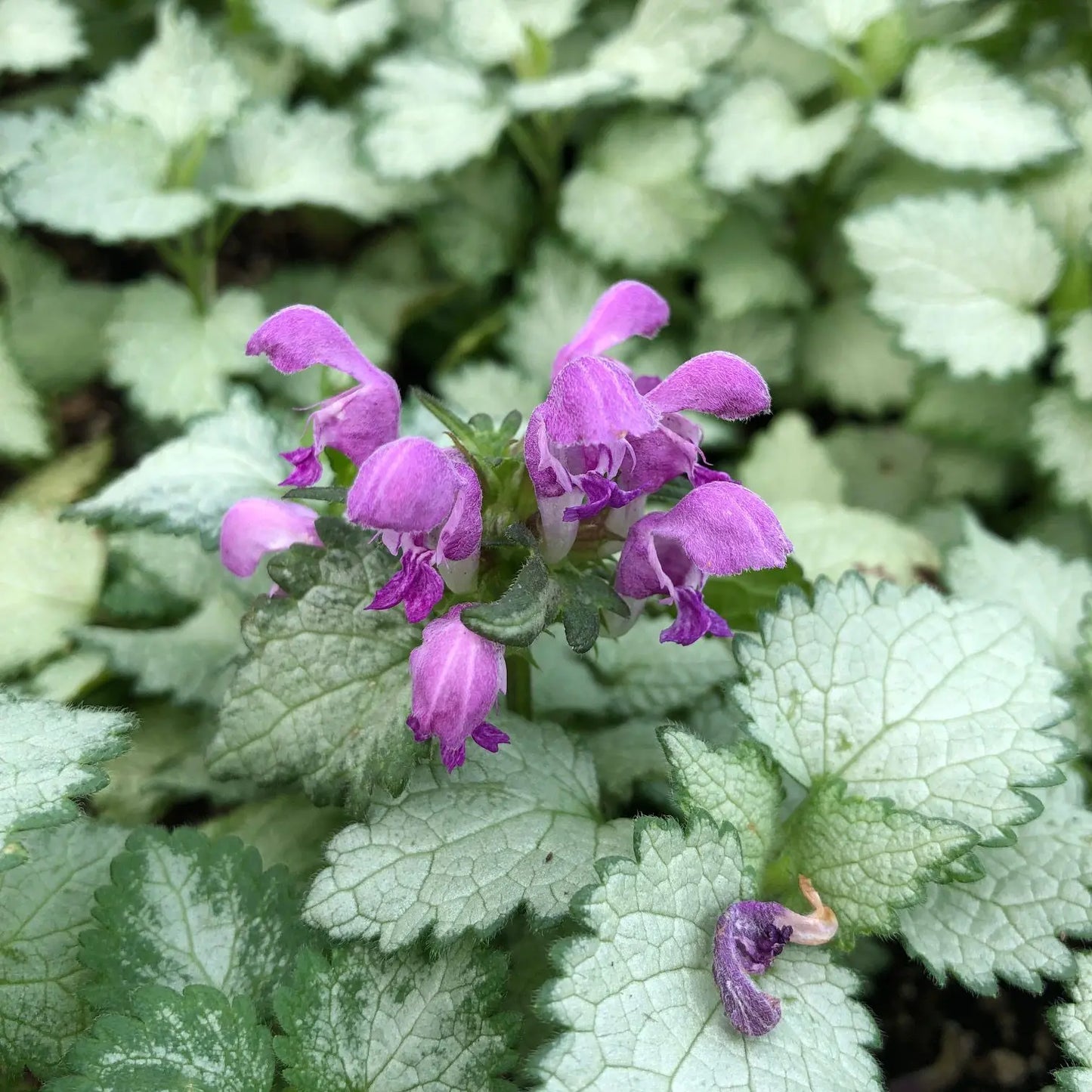 Lamium Maculatum 'Ghost' (Ghost Spotted Deadnettle)