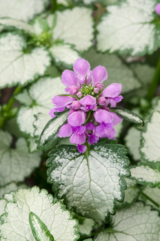 Lamium Maculatum 'Ghost' (Ghost Spotted Deadnettle)