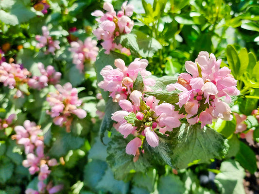 Lamium Maculatum 'Marshmallow' (Spotted Deadnettle)