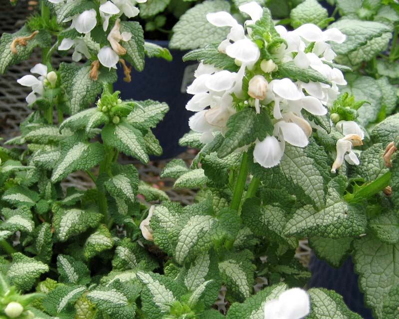 Lamium Maculatum 'Stripey Nancy' (Spotted Deadnettle)