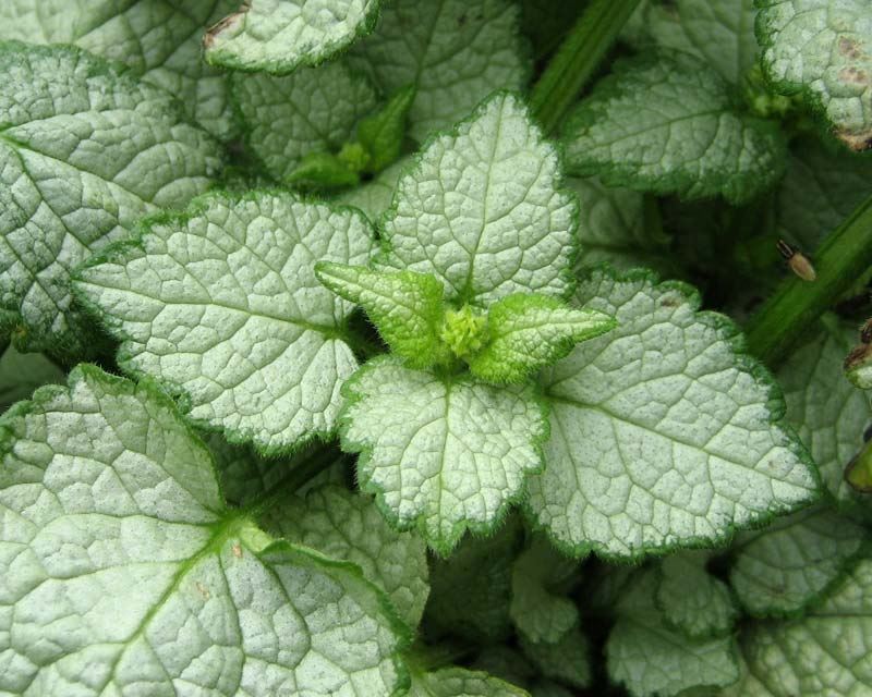Lamium Maculatum 'Stripey Nancy' (Spotted Deadnettle)