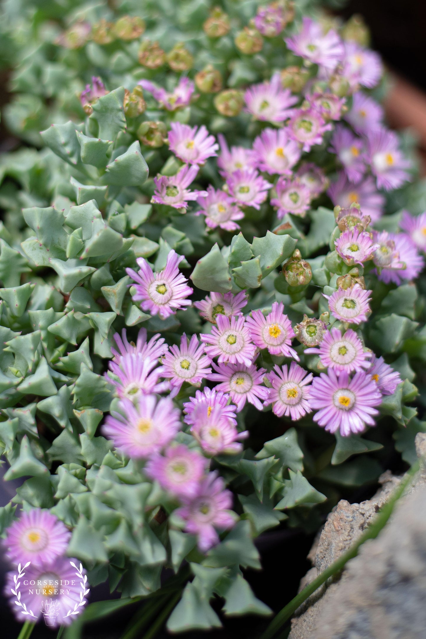 Lampranthus Filicaulis (Trailing Ice Plant)