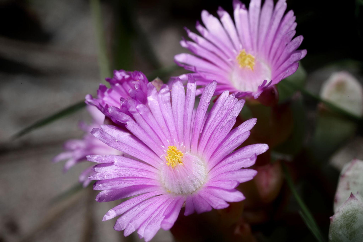 Lampranthus Filicaulis (Trailing Ice Plant)