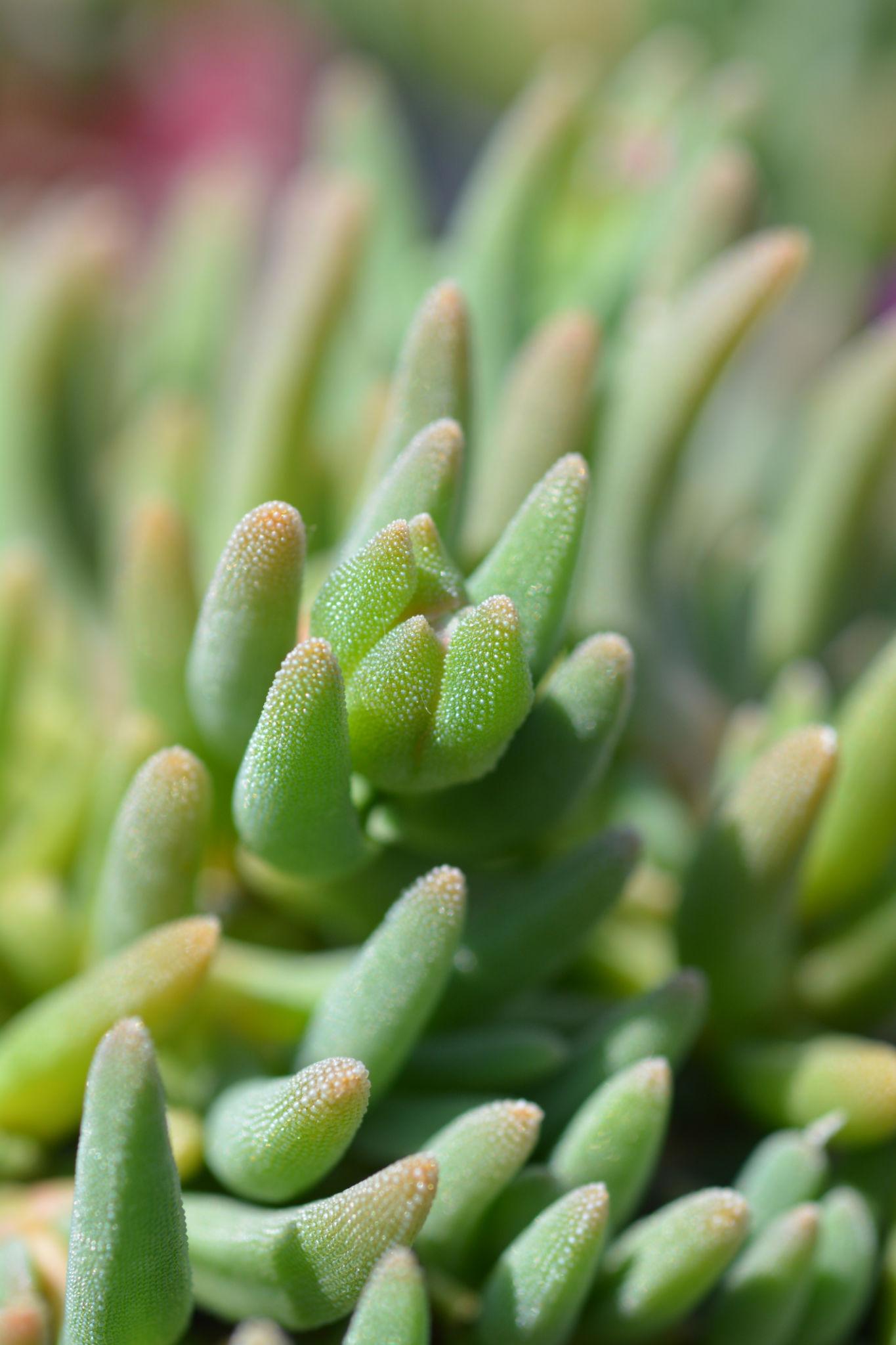 Lampranthus Filicaulis (Trailing Ice Plant)