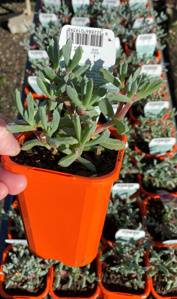 Lampranthus Deltoides (Dewplant)