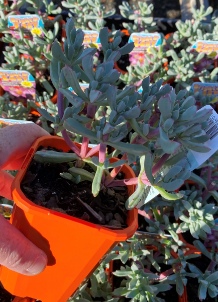 Lampranthus Deltoides (Dewplant)
