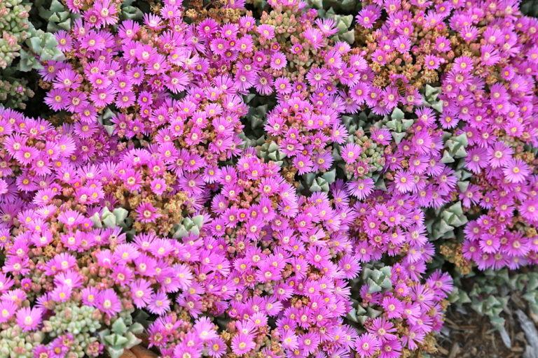 Lampranthus Deltoides (Dewplant)