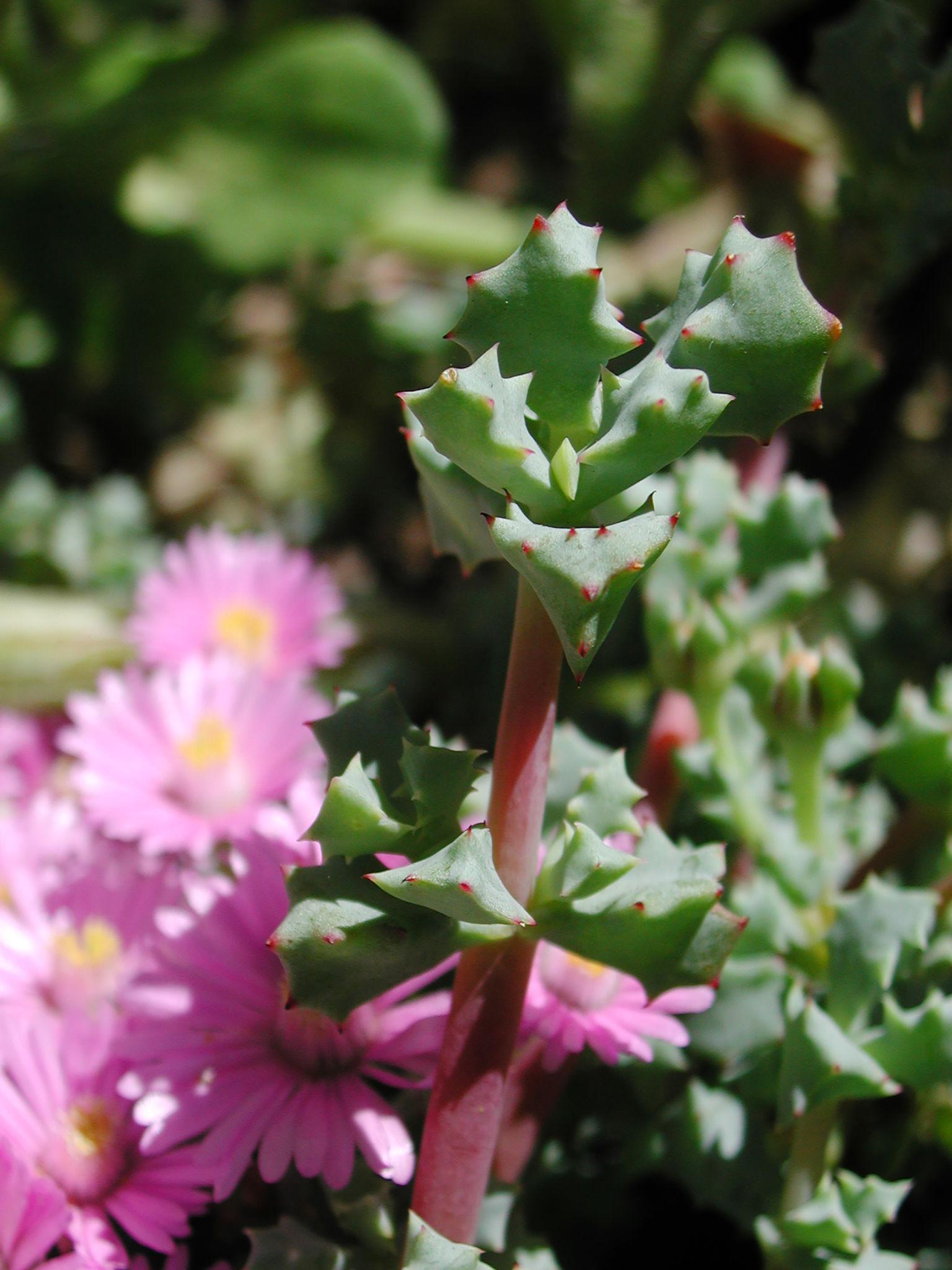 Lampranthus Deltoides (Dewplant)