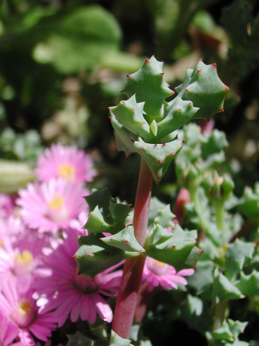 Lampranthus Deltoides (Dewplant)