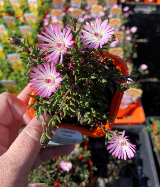 Lampranthus Filicaulis (Trailing Ice Plant)