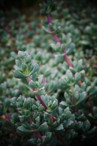 Lampranthus Deltoides (Dewplant)