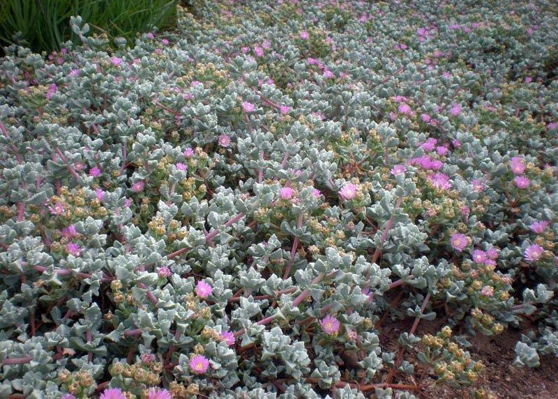 Lampranthus Deltoides (Dewplant)