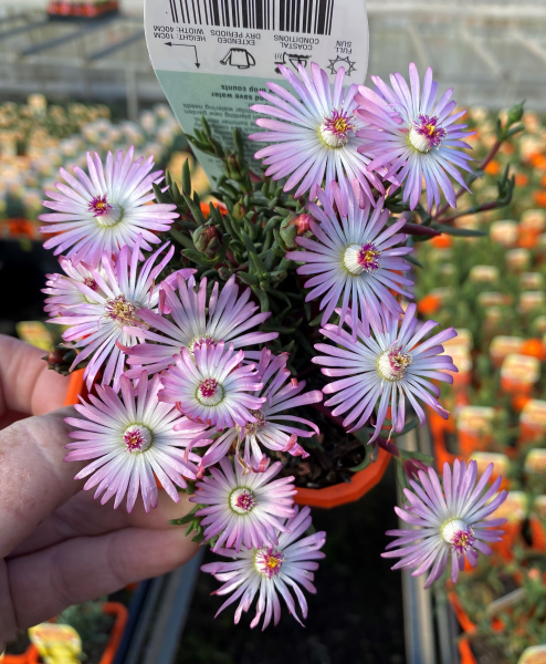 Lampranthus Filicaulis (Trailing Ice Plant)