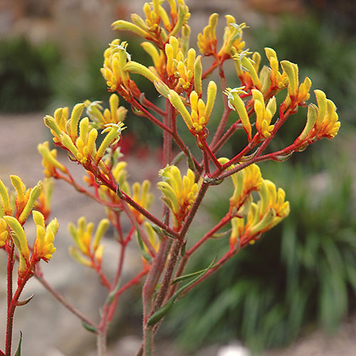 Anigozanthos ‘Landscape Gold’ (Kangaroo Paw)