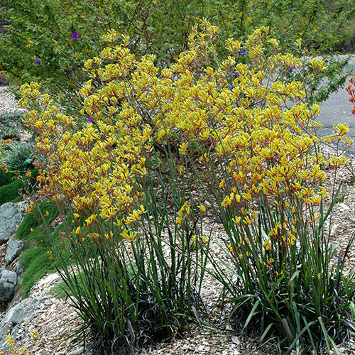 Anigozanthos ‘Landscape Gold’ (Kangaroo Paw)