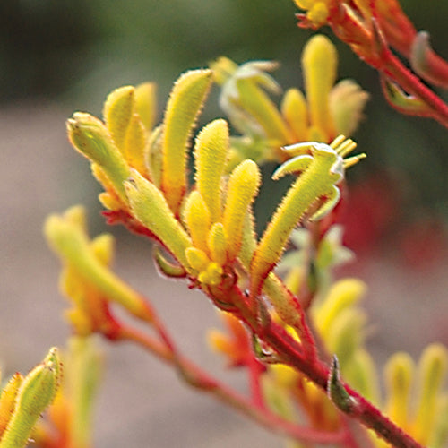 Anigozanthos ‘Landscape Gold’ (Kangaroo Paw)