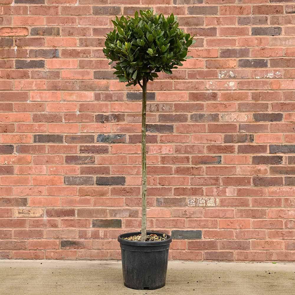 Laurus Nobilis Bay Leaf Standards (Bay Laurel Standard)
