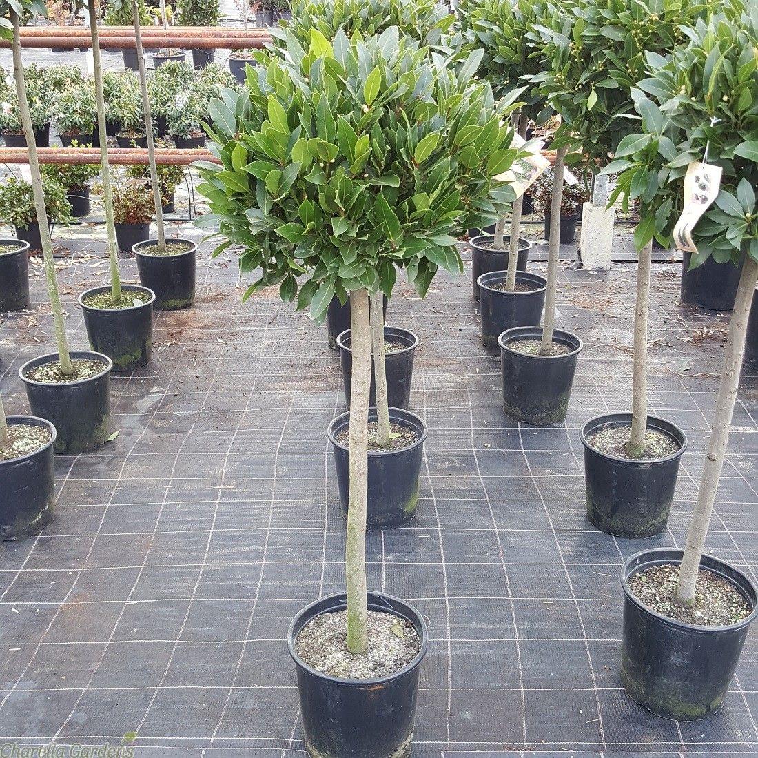 Laurus Nobilis Bay Leaf Standards (Bay Laurel Standard)