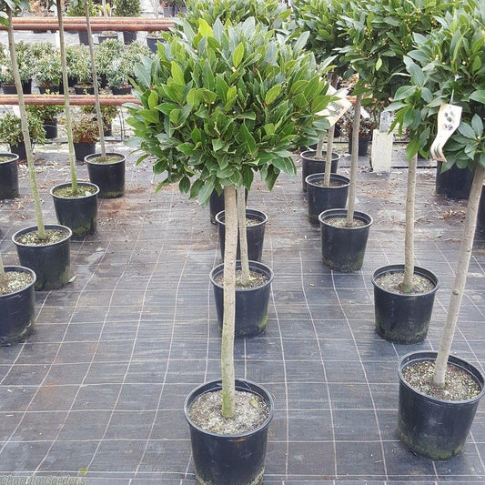 Laurus Nobilis Bay Leaf Standards (Bay Laurel Standard)