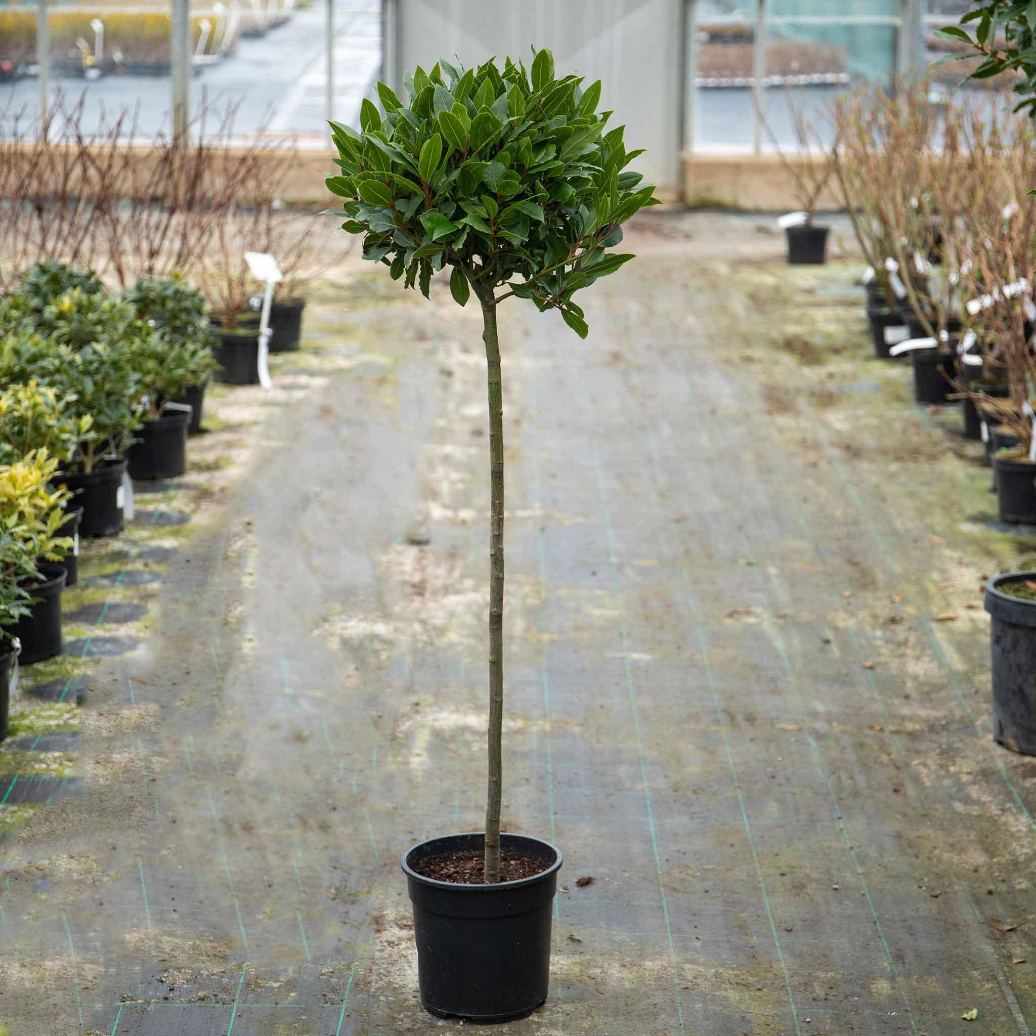 Laurus Nobilis Bay Leaf Standards (Bay Laurel Standard)