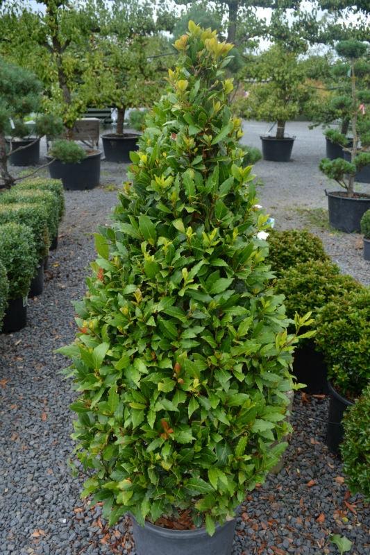 Laurus Nobilis (Bay Leaf Topiary Cones)