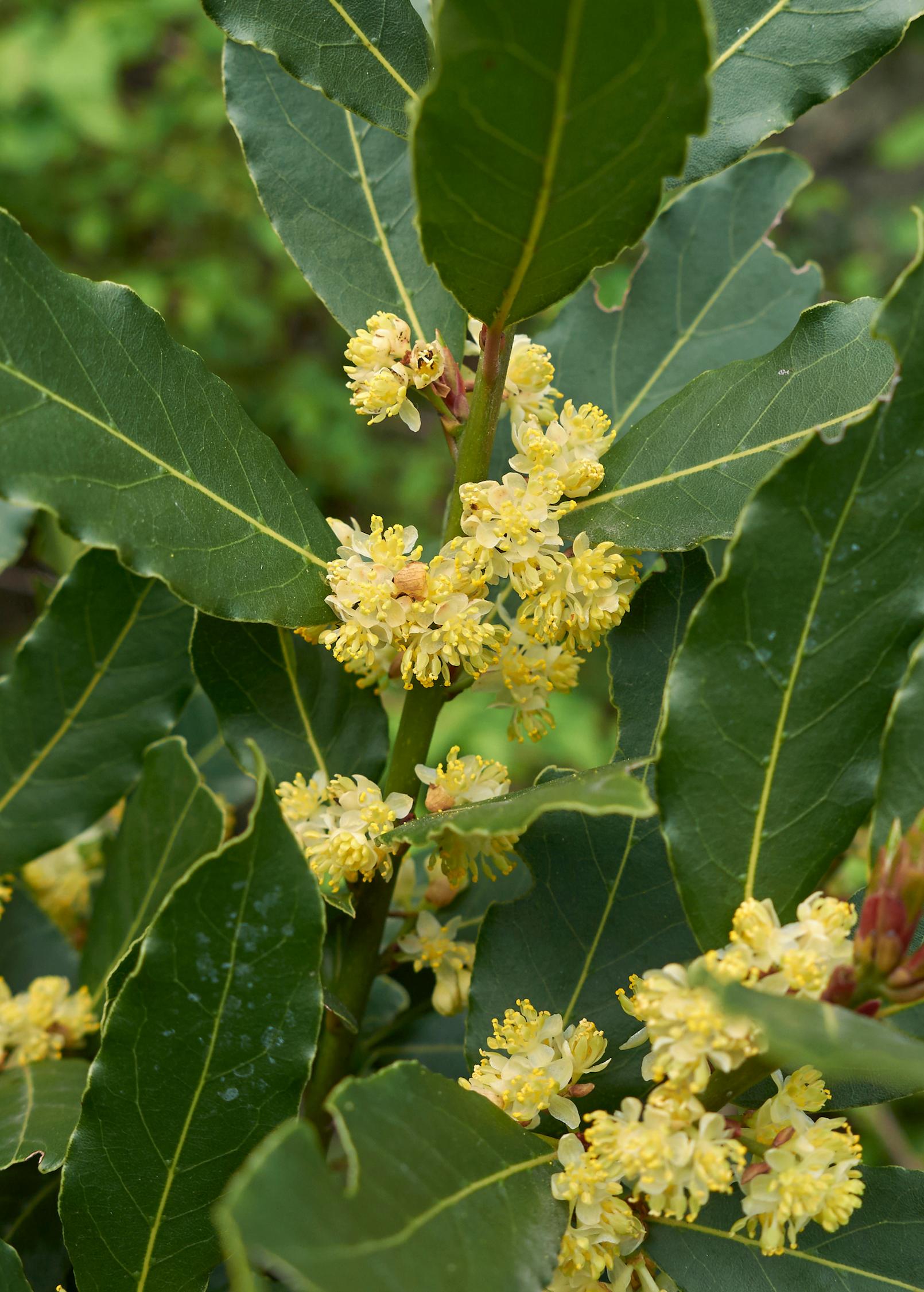 Laurus Nobilis (Bay Leaf Topiary Cones)
