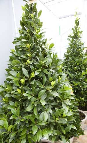 Laurus Nobilis (Bay Leaf Topiary Cones)