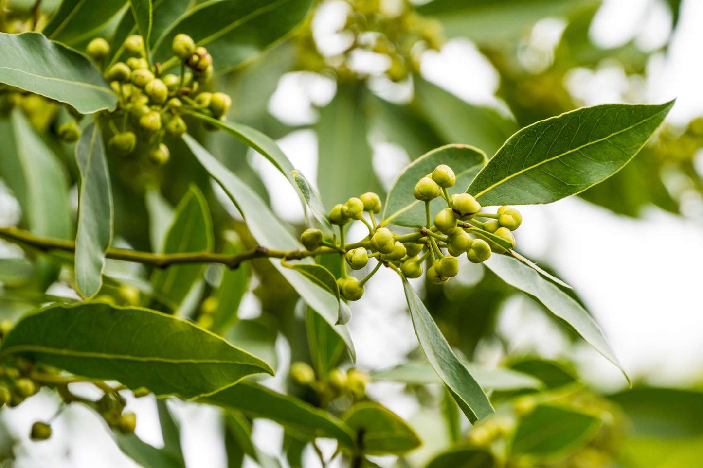 Laurus Nobilis (Bay Leaf)