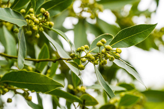 Laurus Nobilis (Bay Leaf)